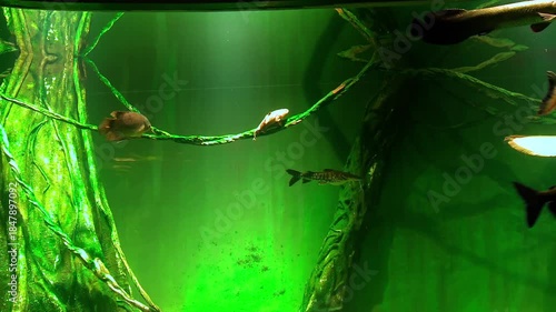 Large Aquarium with Swimming Fish