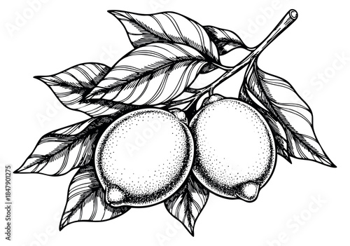 Lemon fruit set with leaves hand drawn outline illustration
