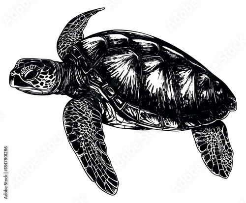 Sea turtle illustration black and white line art
