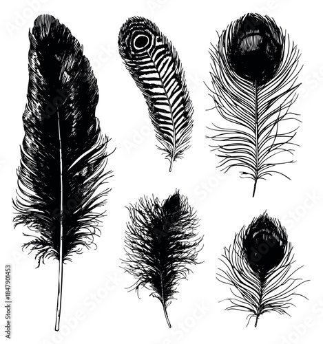 Hand drawn feather set with peacock feather detailed outline illustration