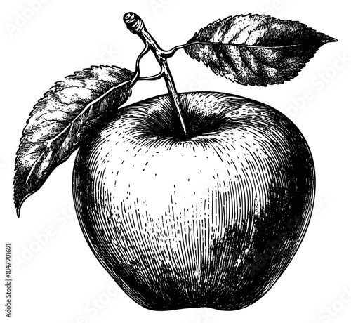 Vintage apple illustration with leaves hand drawn outline illustration