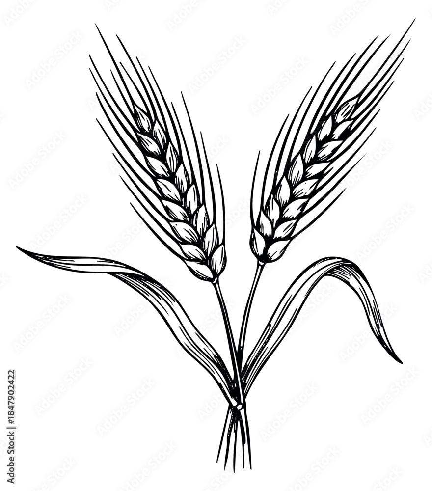 Fototapeta premium Hand drawn wheat ears illustration