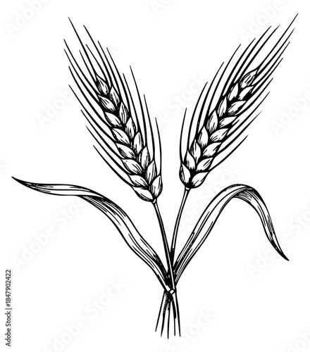 Hand drawn wheat ears illustration