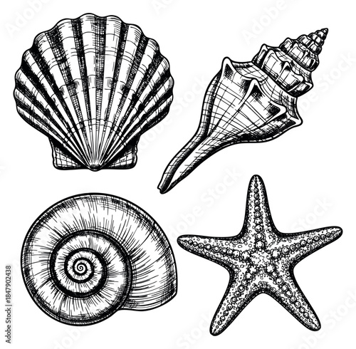 Sea shell and starfish set with scallop, conch, spiral shell and starfish hand drawn outline illustration