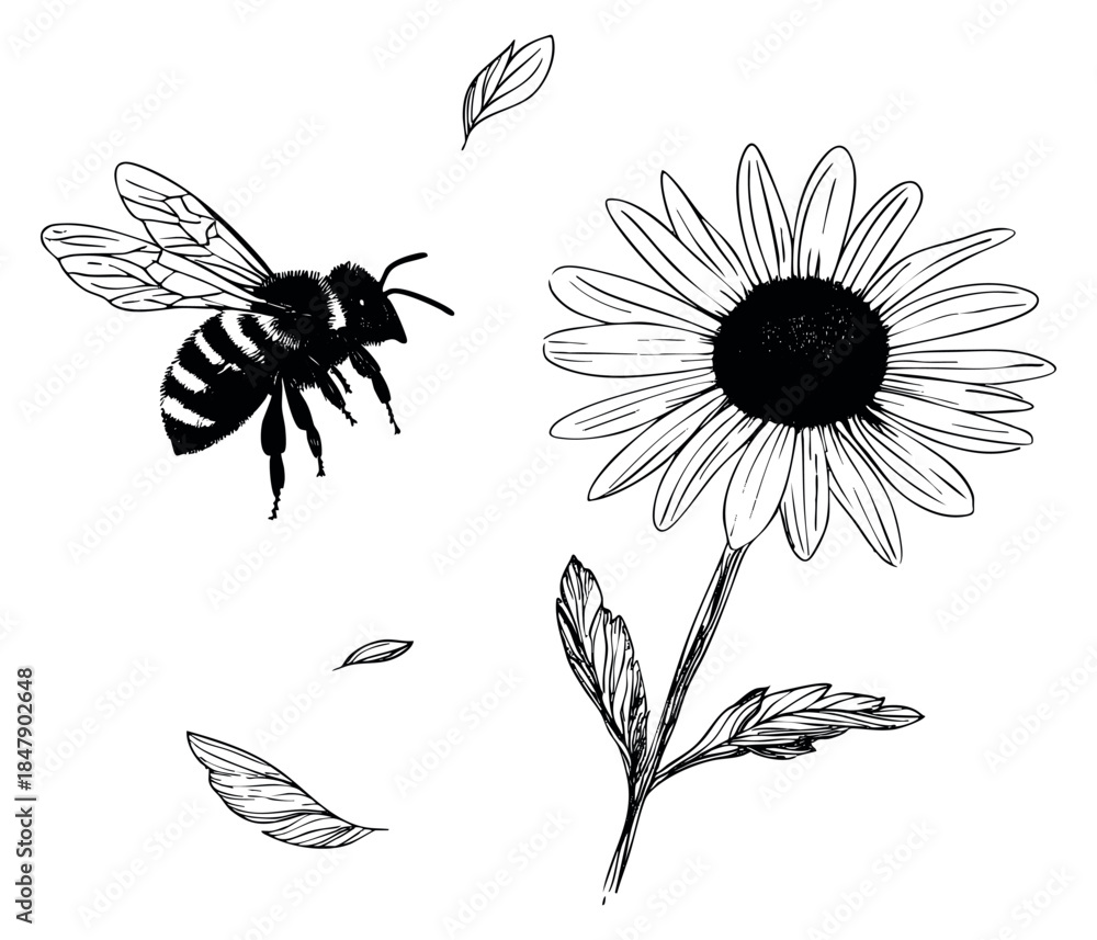 Obraz premium Hand drawn bee and daisy flower set with leaves black and white line art