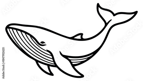 Whale black and white line art