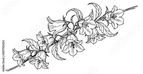 Bell flower branch set with leaves hand drawn outline illustration