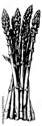 black and white asparagus bunch clip art preview