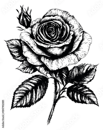 Vintage rose illustration with bud and leaves hand drawn sketch