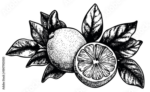 Vintage lemon icon set with whole fruit, sliced fruit and leaves hand drawn outline illustration
