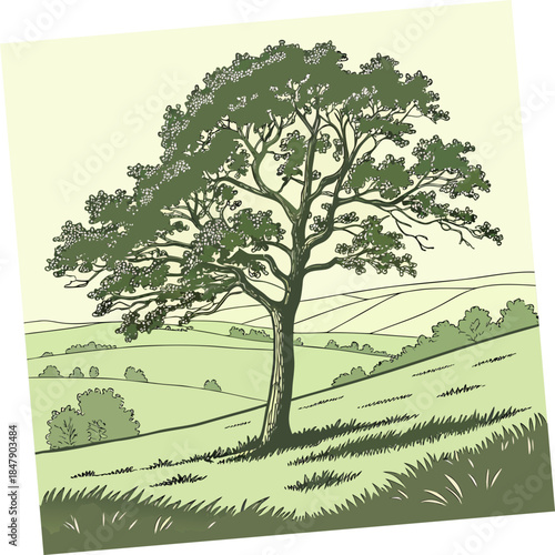 Large tree on green hillside landscape grass