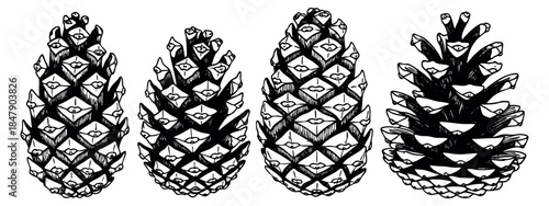 Hand drawn pine cone set black and white line art