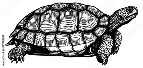 Detailed tortoise illustration hand drawn outline illustration