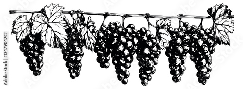 Vintage grapevine set with grape clusters and leaves black and white line art