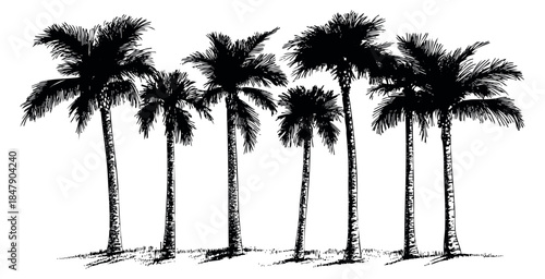 Vintage palm tree set with coconut fruits black and white line art