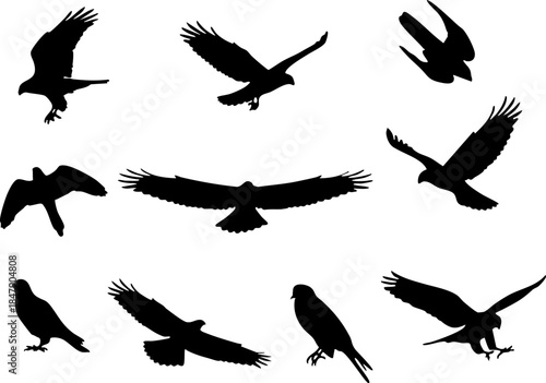 Collection of Falcon , Different angle Vector illustration