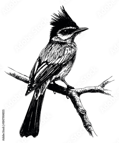 Bird illustration with crested head on tree branch hand drawn sketch