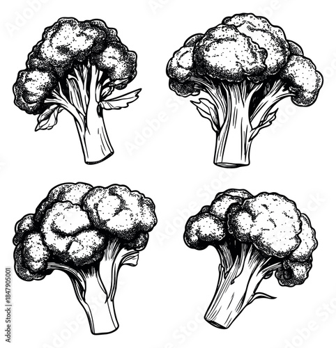 Hand drawn broccoli vegetable set black and white line art