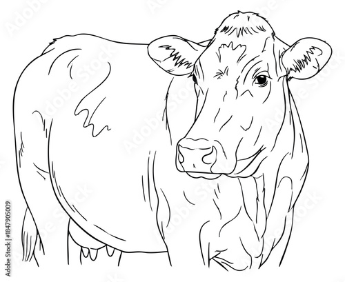 Cow outline illustration