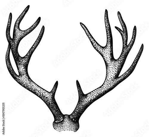 Deer antlers vector black and white line art