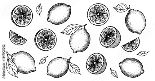 Vintage lemon set with whole and sliced lemons and leaves black and white line art