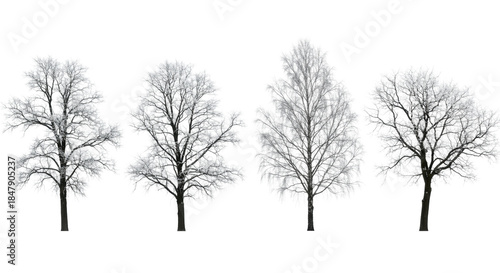 Four bare deciduous winter trees heavily coated in crystalline rime ice and frost, isolated against a high-key transparent background. Concept for graphic design elements