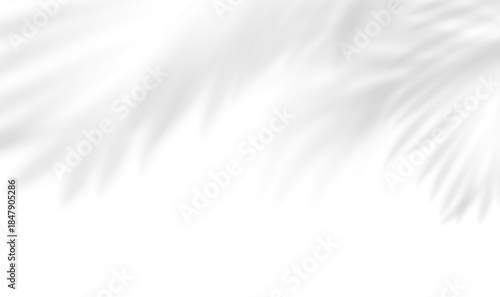 Transparent shadow overlay gobo effect tropical leaves. Realistic shadow of palm, coconut, bamboo branches. Mockup of transparent tropic leaves shadow and natural lightning. Vector illustration