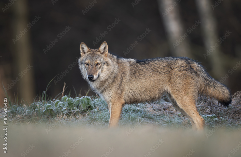 Fototapeta premium Grey wolf ( Canis lupus ) close up