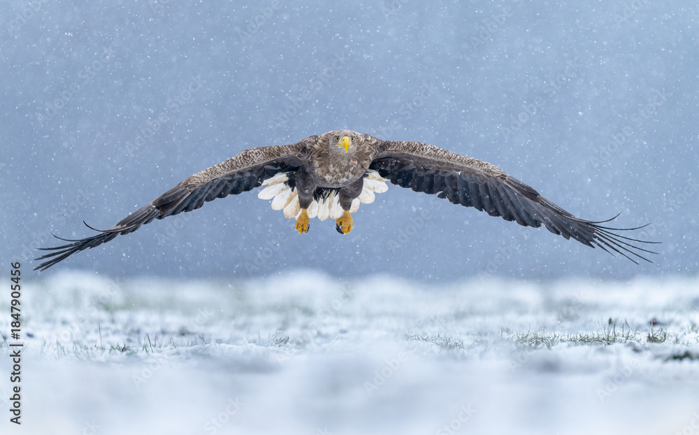 Fototapeta premium Sea eagle or white tailed eagle ( Haliaeetus albicilla)