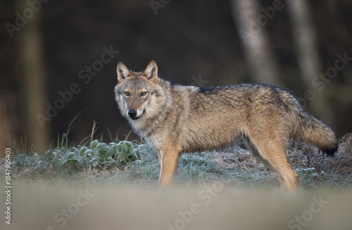 Fototapeta Naklejka Na Ścianę i Meble -  Grey wolf ( Canis lupus ) close up