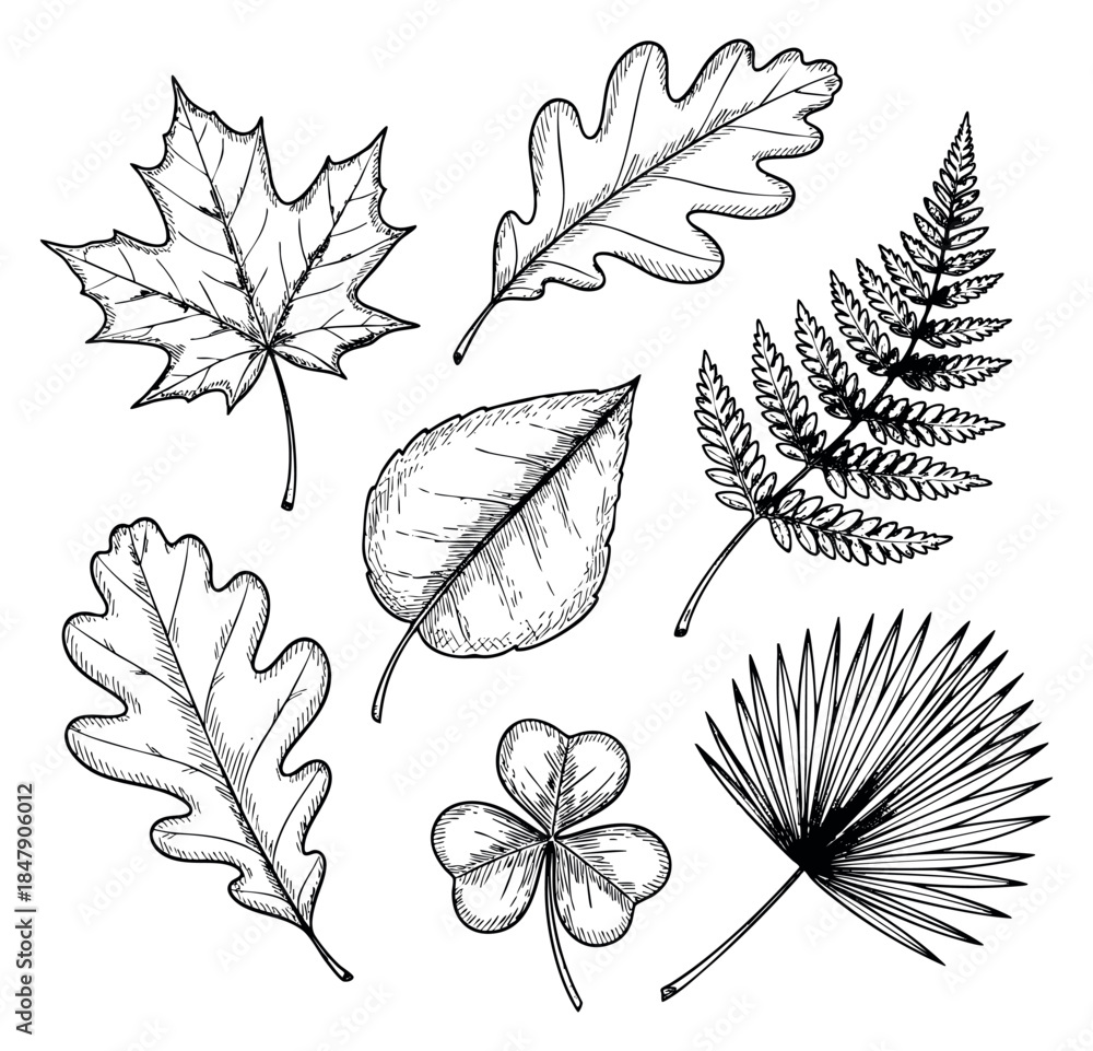 Fototapeta premium Hand drawn leaf collection with maple, oak, clover, palm and fern leaves outline illustration
