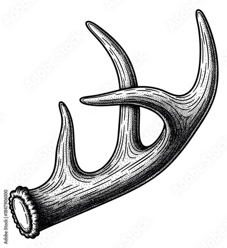 Vintage deer antler illustration hand drawn sketch