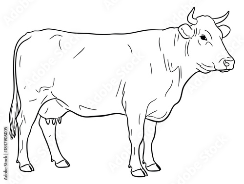 Simple cow outline illustration