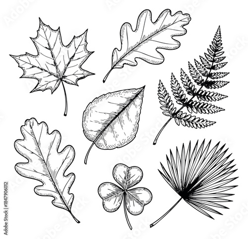 Hand drawn leaf collection with maple, oak, clover, palm and fern leaves outline illustration