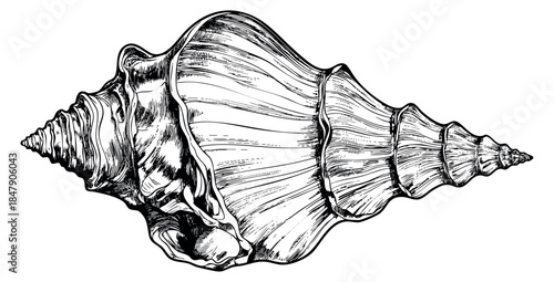 Sea shell illustration with spiral shell detailed hand drawn
