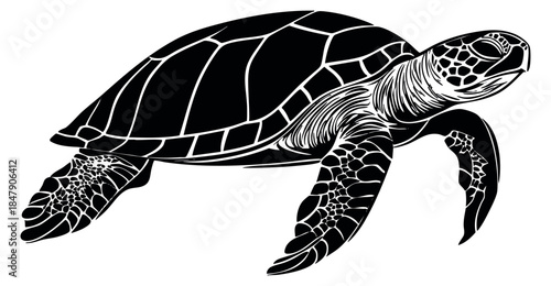 Sea turtle illustration black and white line art