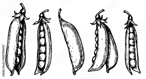Vintage pea pod set with open and closed pods hand drawn sketch