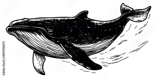 Vintage whale illustration with water splash hand drawn sketch
