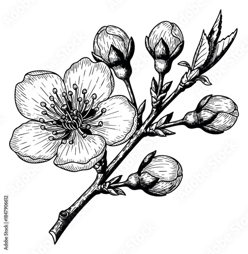 Simple flower branch illustration with blossom and buds black and white line art