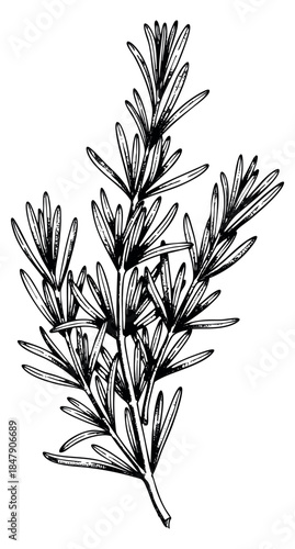 Rosemary branch hand drawn outline illustration