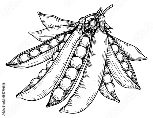 Pea pod set with pods and seeds hand drawn outline illustration