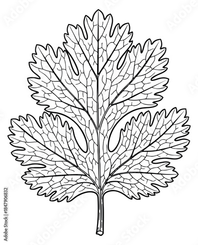 Simple parsley leaf icon black and white line art