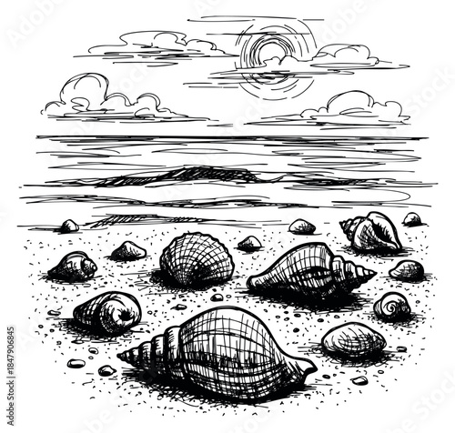 Coastal seashell collection with conch and clam shells hand drawn sketch