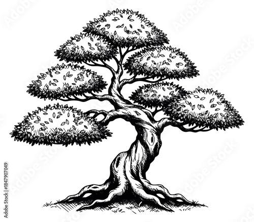 Vintage bonsai tree illustration with twisted trunk and foliage hand drawn sketch