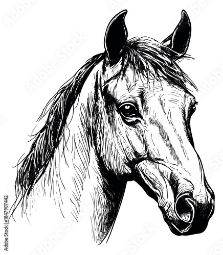 Horse head illustration hand drawn sketch