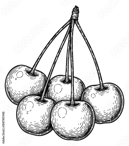 Cherry fruit cluster collection with stems hand drawn sketch