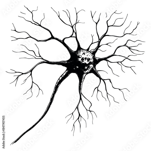 Detailed neuron illustration hand drawn outline illustration