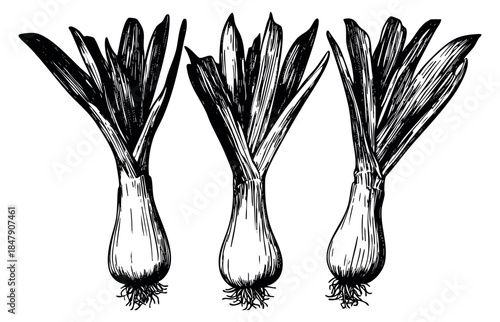 Vintage leek vegetable set hand drawn sketch