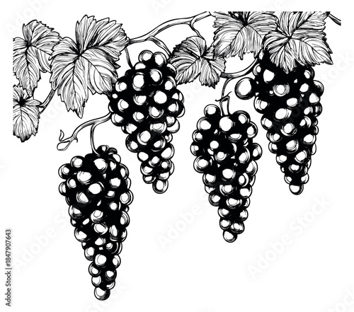 Grape bunch icon set with leaves hand drawn outline illustration