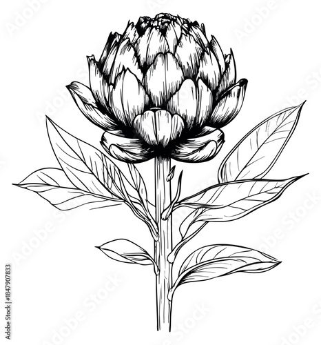 Simple artichoke flower illustration with leaves hand drawn outline illustration
